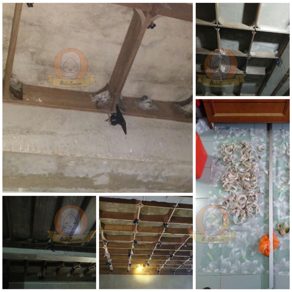 BIBISWIM Pahang Pure Bird Nest 40g